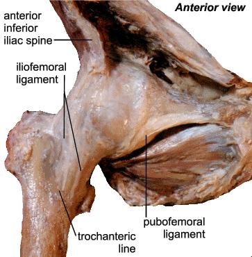 Hip joint